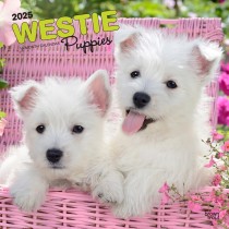 West Highland White Terrier Puppies | 2025 12 x 24 Inch Monthly Square Wall Calendar