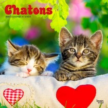 Chatons | 2025 12 x 24 Inch Monthly Square Wall Calendar | French Language