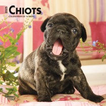 Chiots | 2025 7 x 14 Inch Monthly Mini Wall Calendar | French Language