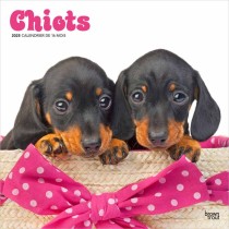 Chiots | 2025 12 x 24 Inch Monthly Square Wall Calendar | French Language