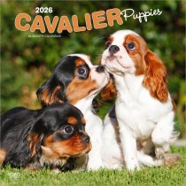 Cavalier King Charles Spaniel Puppies | 2026 12 x 24 Inch (Hanging) Monthly Square Wall Calendar