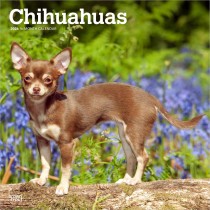 Chihuahuas | 2026 12 x 24 Inch (Hanging) Monthly Square Wall Calendar