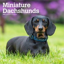 Miniature Dachshunds | 2026 12 x 24 Inch (Hanging) Monthly Square Wall Calendar