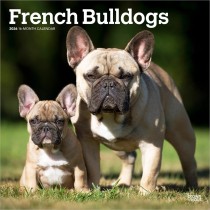 French Bulldogs | 2026 12 x 24 Inch (Hanging) Monthly Square Wall Calendar