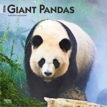 Giant Pandas | 2026 12 x 24 Inch (Hanging) Monthly Square Wall Calendar