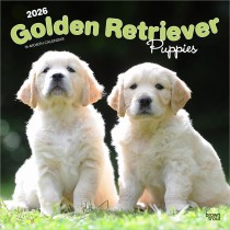 Golden Retriever Puppies | 2026 12 x 24 Inch (Hanging) Monthly Square Wall Calendar