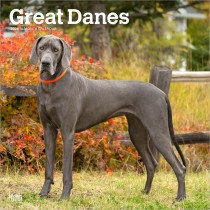 Great Danes | 2026 12 x 24 Inch (Hanging) Monthly Square Wall Calendar