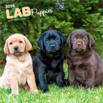 Labrador Retriever Puppies | 2026 12 x 24 Inch (Hanging) Monthly Square Wall Calendar