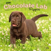 Chocolate Labrador Retriever Puppies | 2026 12 x 24 Inch (Hanging) Monthly Square Wall Calendar