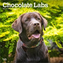 Chocolate Labrador Retrievers | 2026 12 x 24 Inch (Hanging) Monthly Square Wall Calendar