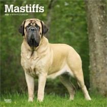 Mastiffs | 2026 12 x 24 Inch (Hanging) Monthly Square Wall Calendar