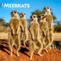 Meerkats | 2026 12 x 24 Inch (Hanging) Monthly Square Wall Calendar