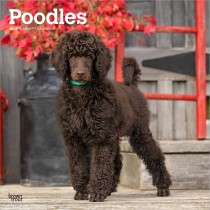 Poodles | 2026 12 x 24 Inch (Hanging) Monthly Square Wall Calendar