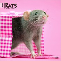 Rats | 2026 12 x 24 Inch (Hanging) Monthly Square Wall Calendar