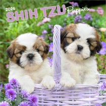 Shih Tzu Puppies | 2026 12 x 24 Inch (Hanging) Monthly Square Wall Calendar