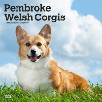 Pembroke Welsh Corgis | 2026 12 x 24 Inch (Hanging) Monthly Square Wall Calendar