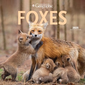 Canadian Geographic Foxes OFFICIAL | 2025 12 x 24 Inch Monthly Square Wall Calendar