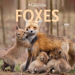 Canadian Geographic Foxes OFFICIAL | 2025 12 x 24 Inch Monthly Square Wall Calendar