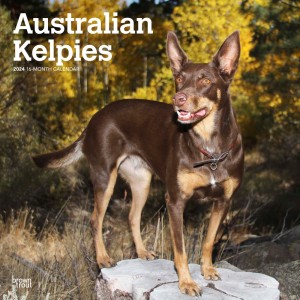 Australian Kelpies | 2024 12 x 24 Inch Monthly Square Wall Calendar