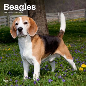 Beagles | 2024 12 x 24 Inch Monthly Square Wall Calendar