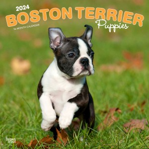 Boston Terrier Puppies | 2024 12 x 24 Inch Monthly Square Wall Calendar