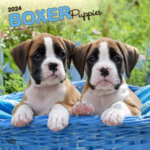 Boxer Puppies | 2024 12 x 24 Inch Monthly Square Wall Calendar
