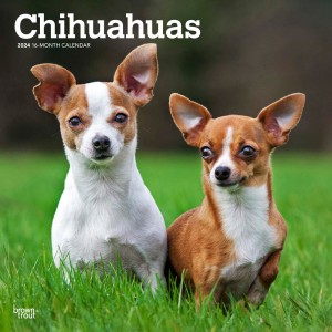 Chihuahuas | 2024 12 x 24 Inch Monthly Square Wall Calendar