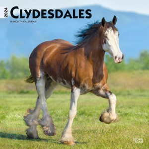 Clydesdales | 2024 12 x 24 Inch Monthly Square Wall Calendar