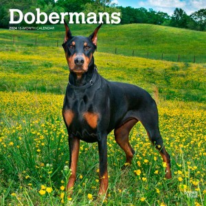 Dobermans | 2024 12 x 24 Inch Monthly Square Wall Calendar
