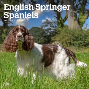 English Springer Spaniels | 2024 12 x 24 Inch Monthly Square Wall Calendar