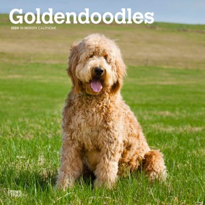Goldendoodles | 2024 12 x 24 Inch Monthly Square Wall Calendar