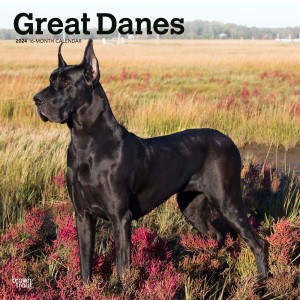 Great Danes | 2024 12 x 24 Inch Monthly Square Wall Calendar