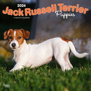Jack Russell Terrier Puppies | 2024 12 x 24 Inch Monthly Square Wall Calendar