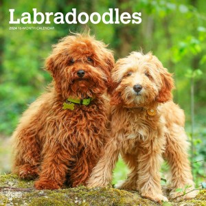 Labradoodles | 2024 12 x 24 Inch Monthly Square Wall Calendar