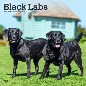 Black Labrador Retrievers | 2024 12 x 24 Inch Monthly Square Wall Calendar