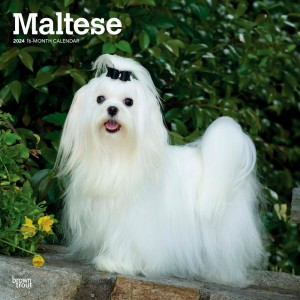 Maltese | 2024 12 x 24 Inch Monthly Square Wall Calendar