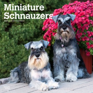 Miniature Schnauzers | 2024 12 x 24 Inch Monthly Square Wall Calendar