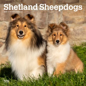 Shetland Sheepdogs | 2024 12 x 24 Inch Monthly Square Wall Calendar