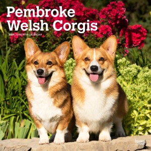 Pembroke Welsh Corgis | 2024 12 x 24 Inch Monthly Square Wall Calendar