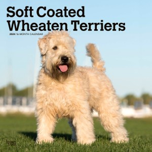 Soft Coated Wheaten Terriers | 2024 12 x 24 Inch Monthly Square Wall Calendar