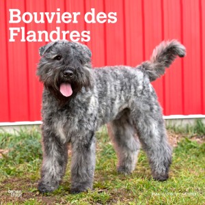 Bouvier des Flandres | 2024 12 x 24 Inch Monthly Square Wall Calendar