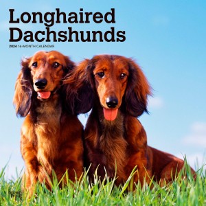 Longhaired Dachshunds | 2024 12 x 24 Inch Monthly Square Wall Calendar