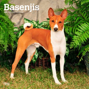 Basenjis | 2024 12 x 24 Inch Monthly Square Wall Calendar