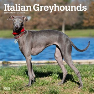 Italian Greyhounds | 2024 12 x 24 Inch Monthly Square Wall Calendar