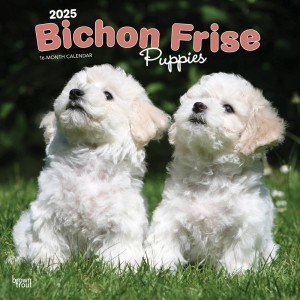 Bichon Frise Puppies | 2025 12 x 24 Inch Monthly Square Wall Calendar