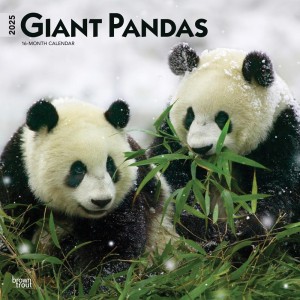 Giant Pandas | 2025 12 x 24 Inch Monthly Square Wall Calendar