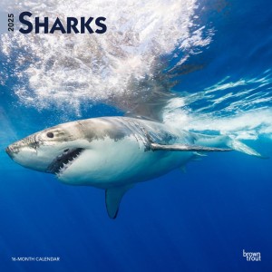 Sharks | 2025 12 x 24 Inch Monthly Square Wall Calendar