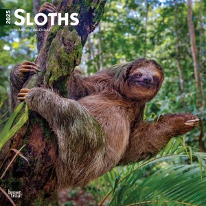 Sloths | 2025 12 x 24 Inch Monthly Square Wall Calendar