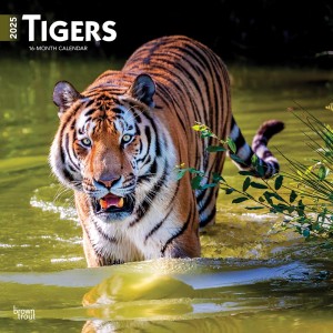 Tigers | 2025 12 x 24 Inch Monthly Square Wall Calendar