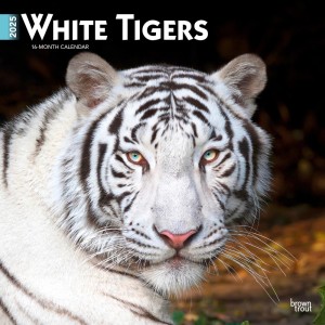 White Tigers | 2025 12 x 24 Inch Monthly Square Wall Calendar